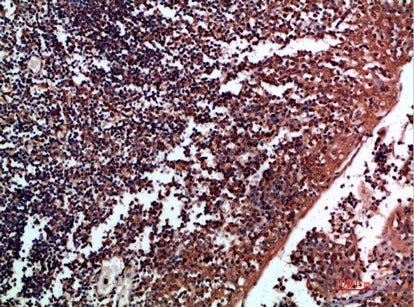 Tenascin-R Rabbit Polyclonal Antibody