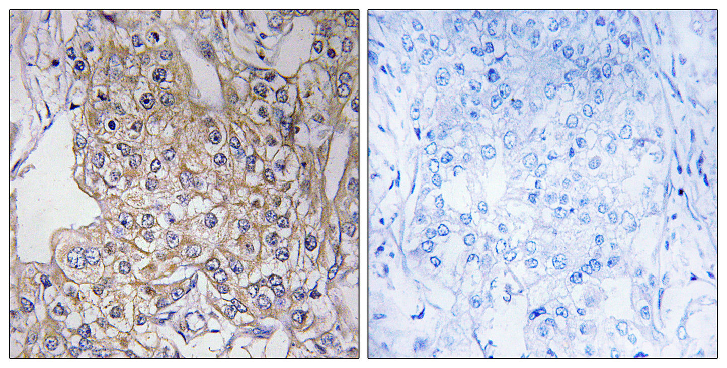 Tenascin-X Rabbit Polyclonal Antibody