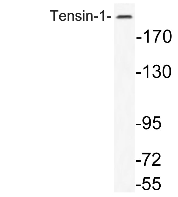 Tensin-1 Rabbit Polyclonal Antibody