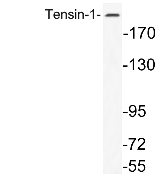 Tensin-1 Rabbit Polyclonal Antibody