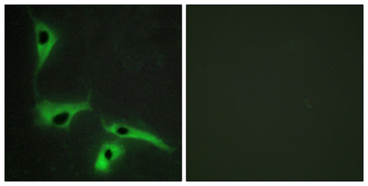 Tetraspanin-8 Rabbit Polyclonal Antibody