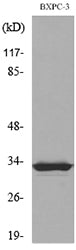 TF Rabbit Polyclonal Antibody