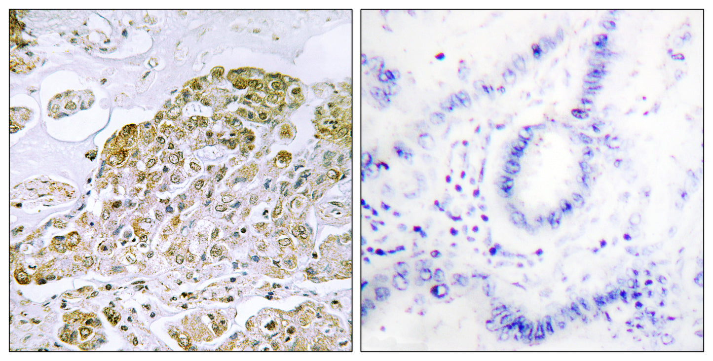 TFEB Rabbit Polyclonal Antibody