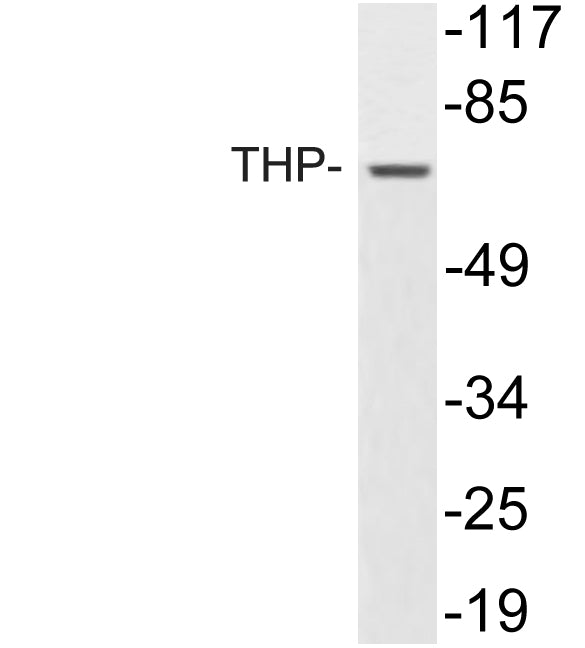 THP Rabbit Polyclonal Antibody