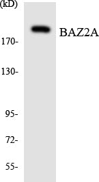 Tip5 Rabbit Polyclonal Antibody