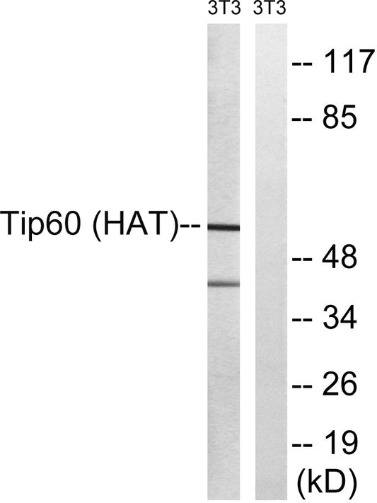 TIP60 Rabbit Polyclonal Antibody
