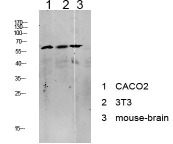 Tip60 Rabbit Polyclonal Antibody