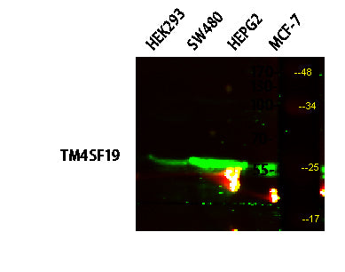 TM4SF19 Rabbit Polyclonal Antibody