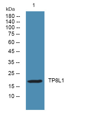 TP8L1 Rabbit Polyclonal Antibody