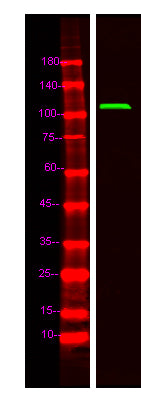 TR150 Rabbit Polyclonal Antibody