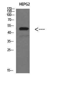 TRAF1 Rabbit Polyclonal Antibody