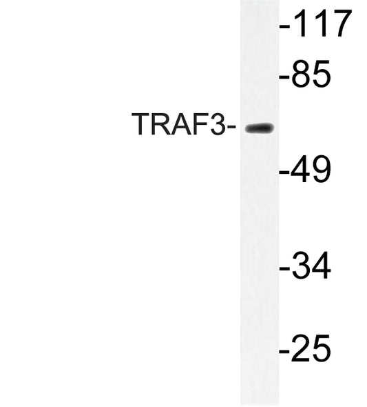 TRAF3 Rabbit Polyclonal Antibody