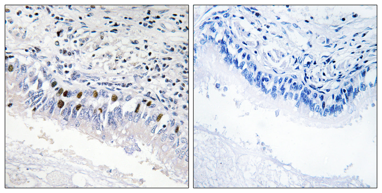 TRAP230 Rabbit Polyclonal Antibody