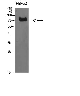 TRIF Rabbit Polyclonal Antibody