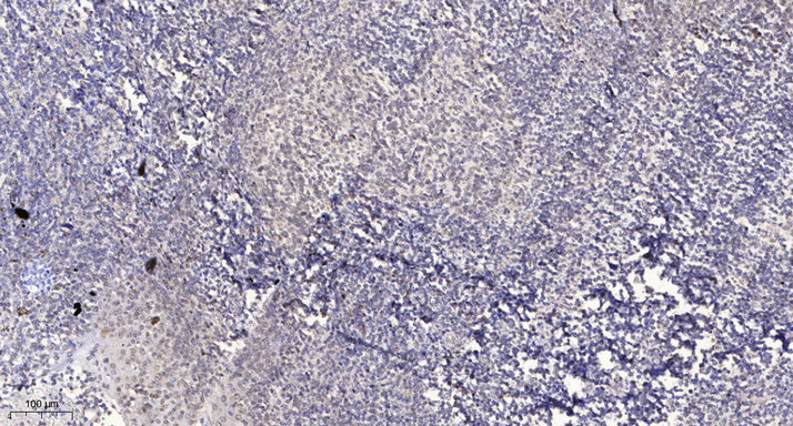 TRIO Rabbit Polyclonal Antibody