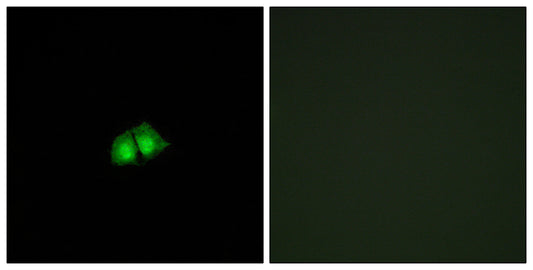 TRIP15 Rabbit Polyclonal Antibody