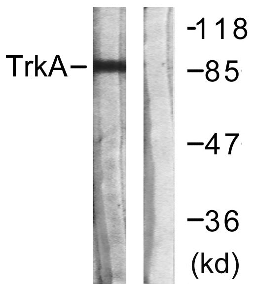 Trk A Rabbit Polyclonal Antibody