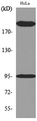 Trk C Rabbit Polyclonal Antibody