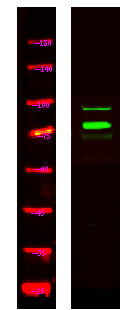 TSYL2 Rabbit Polyclonal Antibody