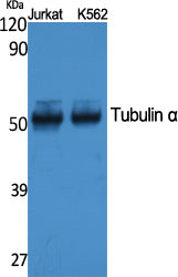 Tubulin α Rabbit Polyclonal Antibody