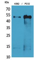 Tubulin α Rabbit Polyclonal Antibody