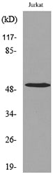 Tubulin α Rabbit Polyclonal Antibody