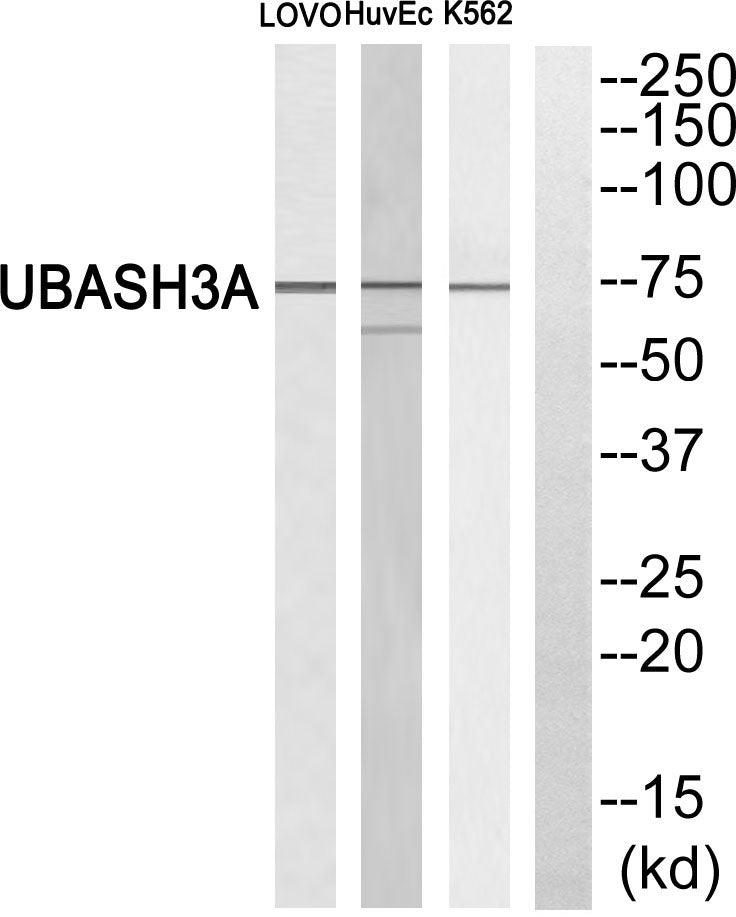 TULA Rabbit Polyclonal Antibody