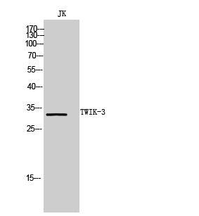 TWIK-3 Rabbit Polyclonal Antibody