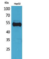Ub Rabbit Polyclonal Antibody