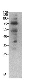 Ub Rabbit Polyclonal Antibody