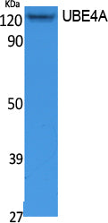 UBE4A Rabbit Polyclonal Antibody