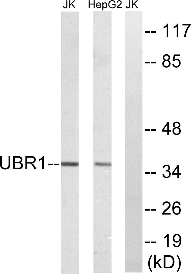 Ubr1 Rabbit Polyclonal Antibody