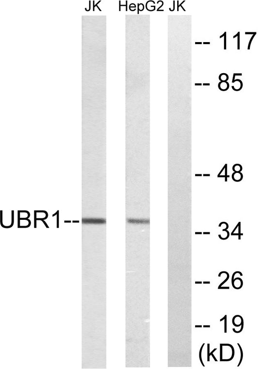 Ubr1 Rabbit Polyclonal Antibody