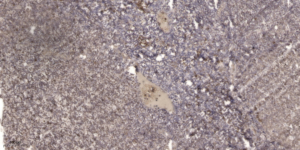 UFD2 Rabbit Polyclonal Antibody