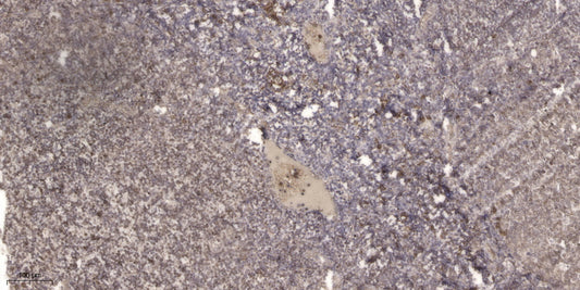 UFD2 Rabbit Polyclonal Antibody