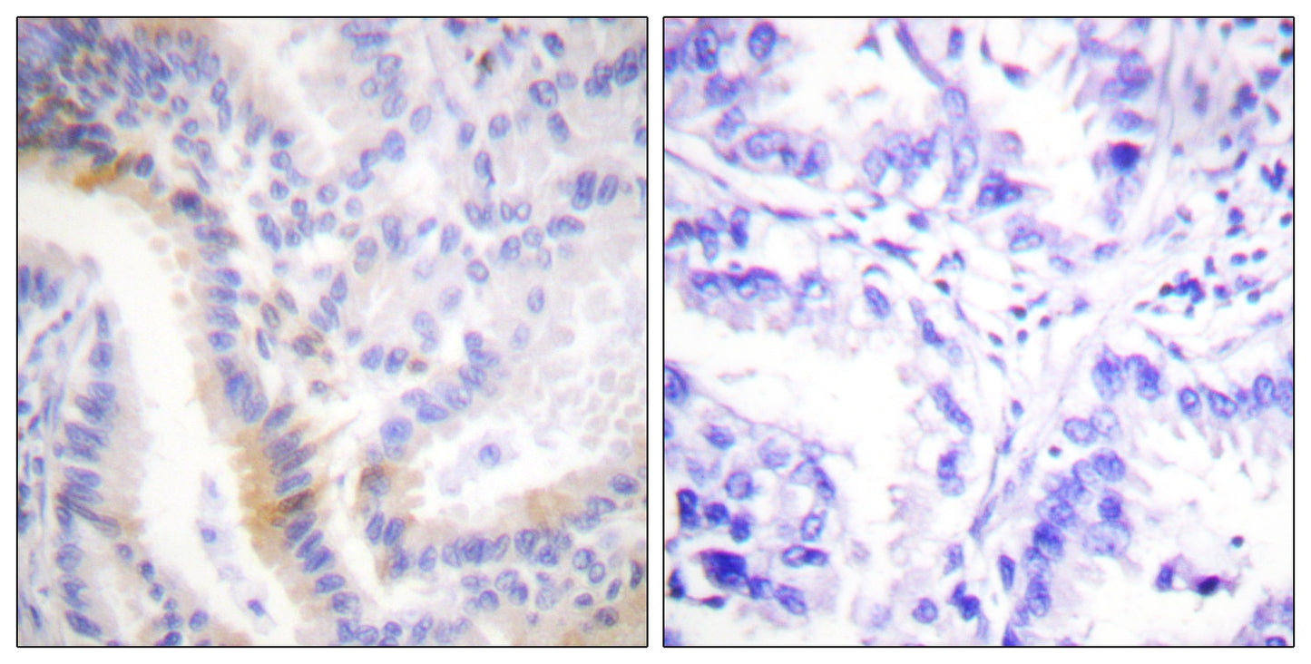 Urocortin Rabbit Polyclonal Antibody
