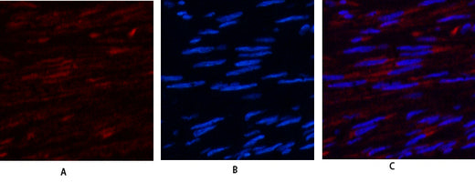 USP11 Rabbit Polyclonal Antibody