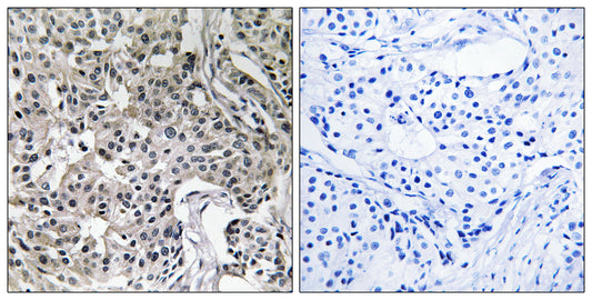 USP19 Rabbit Polyclonal Antibody