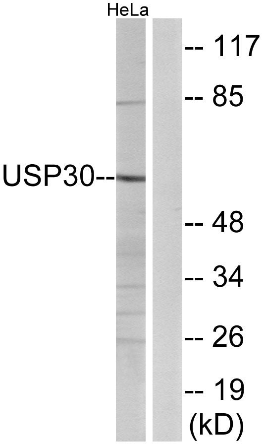 USP30 Rabbit Polyclonal Antibody
