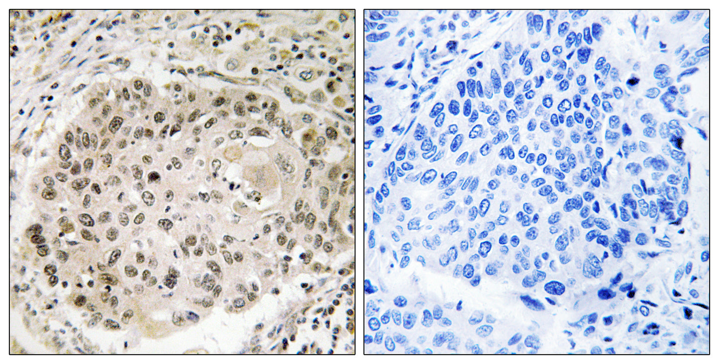 USP36 Rabbit Polyclonal Antibody