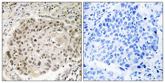 USP36 Rabbit Polyclonal Antibody