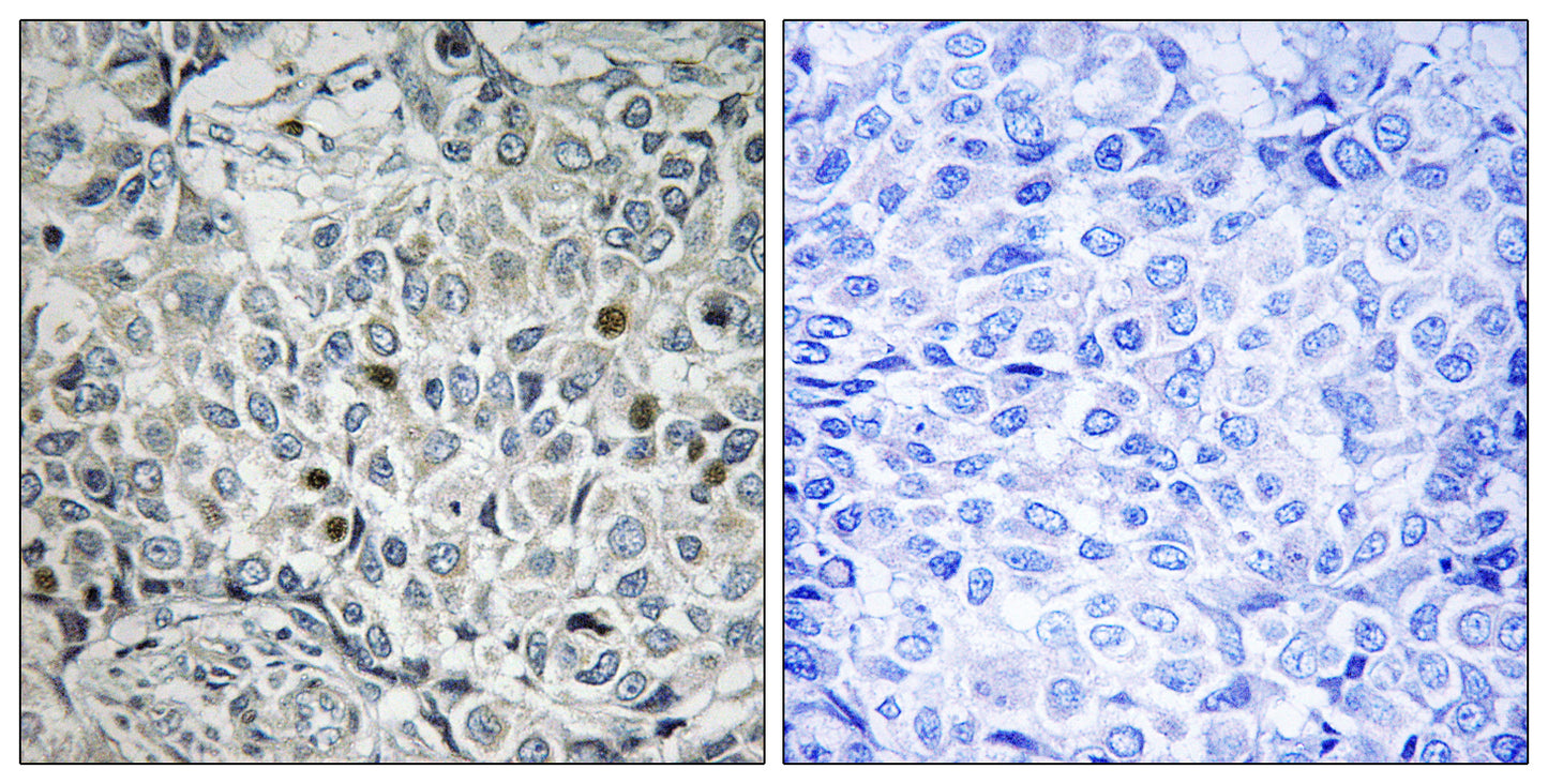 USP53 Rabbit Polyclonal Antibody