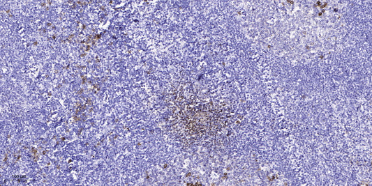 UTRO Rabbit Polyclonal Antibody
