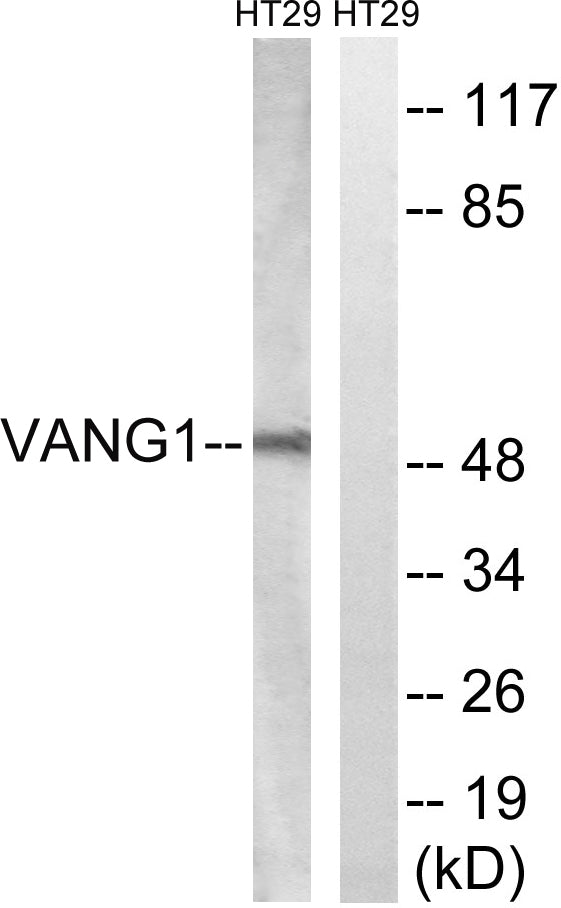 Vangl1 Rabbit Polyclonal Antibody