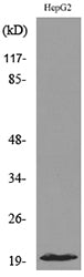 VHR Rabbit Polyclonal Antibody