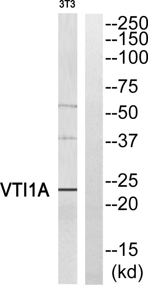 v-SNARE Vti1a Rabbit Polyclonal Antibody