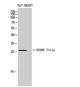 v-SNARE Vti1p Rabbit Polyclonal Antibody