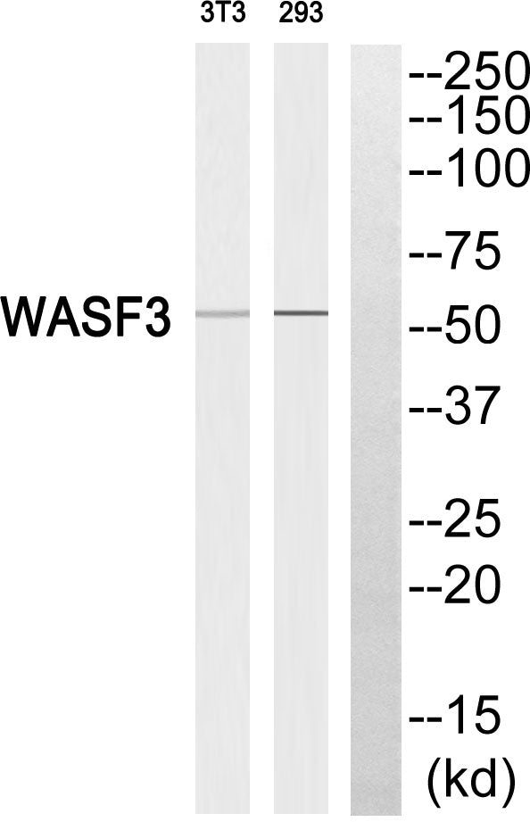 WAVE3 Rabbit Polyclonal Antibody