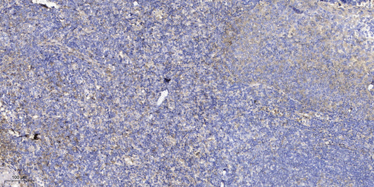 WIT1 Rabbit Polyclonal Antibody