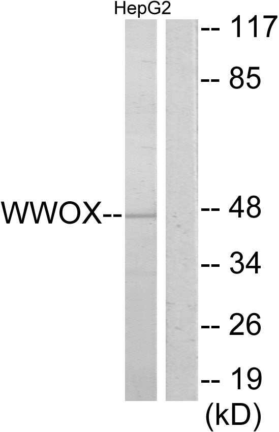 WWOX Rabbit Polyclonal Antibody